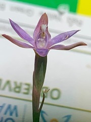 Thelymitra pallidifructus