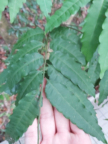 Image of Cupaniopsis foveolata by (c) Tim, some rights reserved (CC BY)