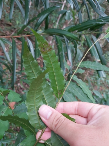 Image of Cupaniopsis foveolata by (c) Tim, some rights reserved (CC BY)