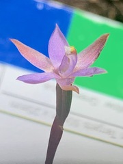 Thelymitra pallidifructus