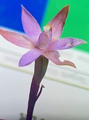 Thelymitra pallidifructus