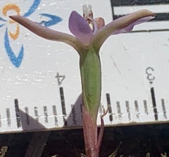 Thelymitra pallidifructus