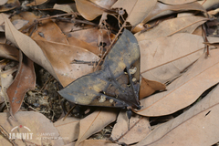 Ischyja manlia