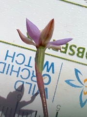 Thelymitra pallidifructus