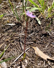 Thelymitra pallidifructus