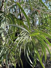 Persoonia longifolia