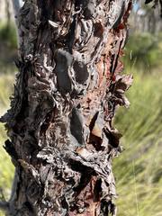 Persoonia longifolia