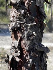 Persoonia longifolia