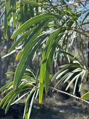 Persoonia longifolia