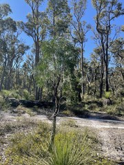 Persoonia longifolia