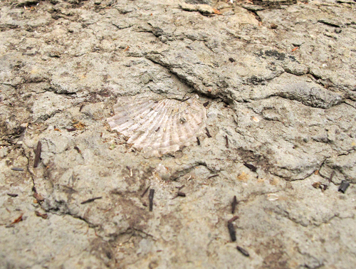 Pectinidae