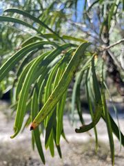Persoonia longifolia