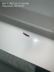 Epidermaptera