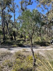 Persoonia longifolia