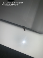 Epidermaptera