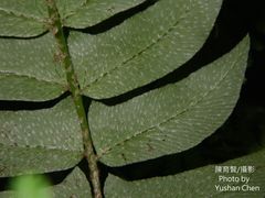 Polystichum lepidocaulon