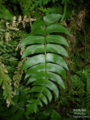 Polystichum lepidocaulon