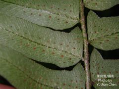 Polystichum lepidocaulon