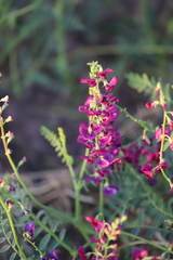 Swainsona pterostylis