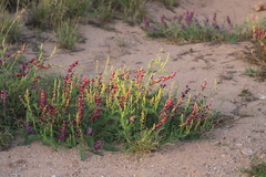 Swainsona pterostylis