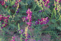 Swainsona pterostylis