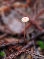 Paragymnopus sequoiae