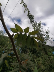 Bursera esparzae