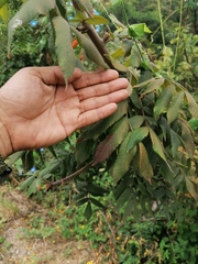 Bursera esparzae