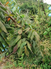 Bursera esparzae