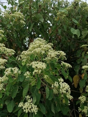 Montanoa tomentosa