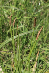 Eleocharis limosa