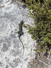 Tropidosaura gularis