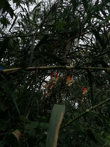 Ipomoea lobata