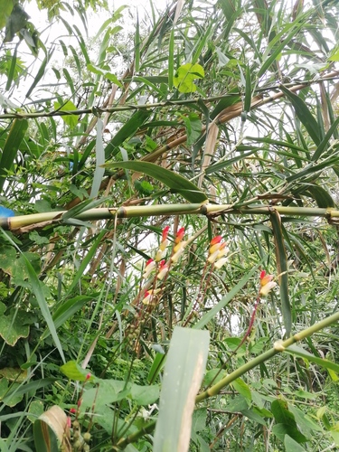 Ipomoea lobata