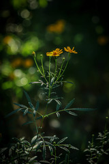 Tagetes lemmonii