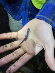 Plethodon kentucki
