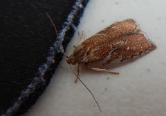 Euchaetis