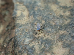 Phintella bifurcilinea