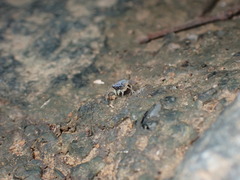 Phintella bifurcilinea