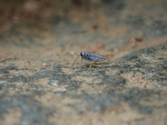 Phintella bifurcilinea