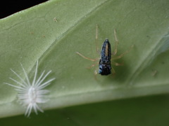 Phintella bifurcilinea