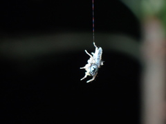 Phintella bifurcilinea