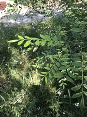 Styphnolobium affine