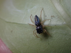 Phintella bifurcilinea