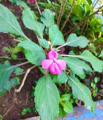 Impatiens walleriana image