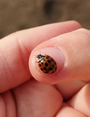 Harmonia axyridis