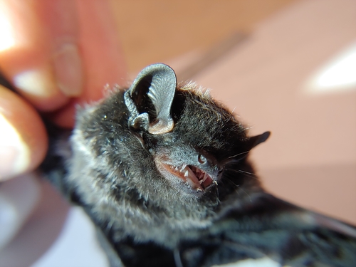 Silver-haired Bat photographed in Washington