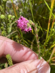 Erica barbigeroides