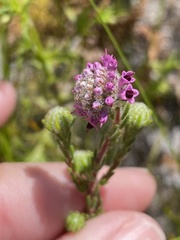 Erica barbigeroides
