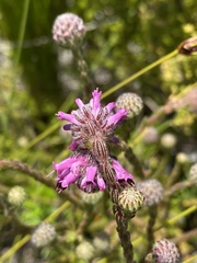 Erica barbigeroides